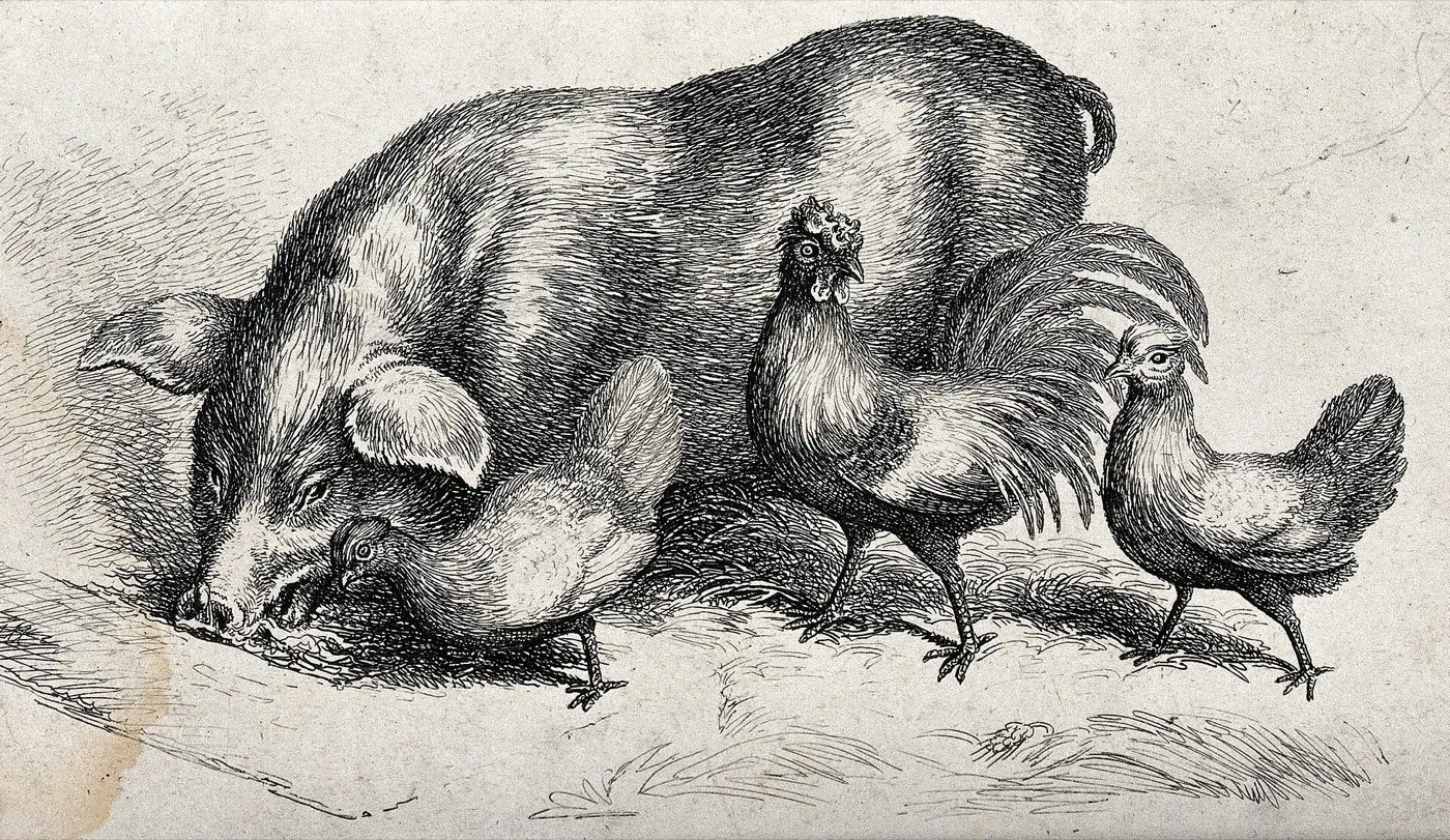 Etching of a large pig with its snout in the straw, three hens pecking beside it.