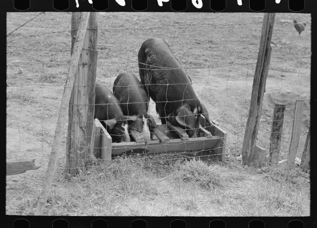 Black-and-white photograph of three pigs feeding at a wooden trough behind a wire fence.